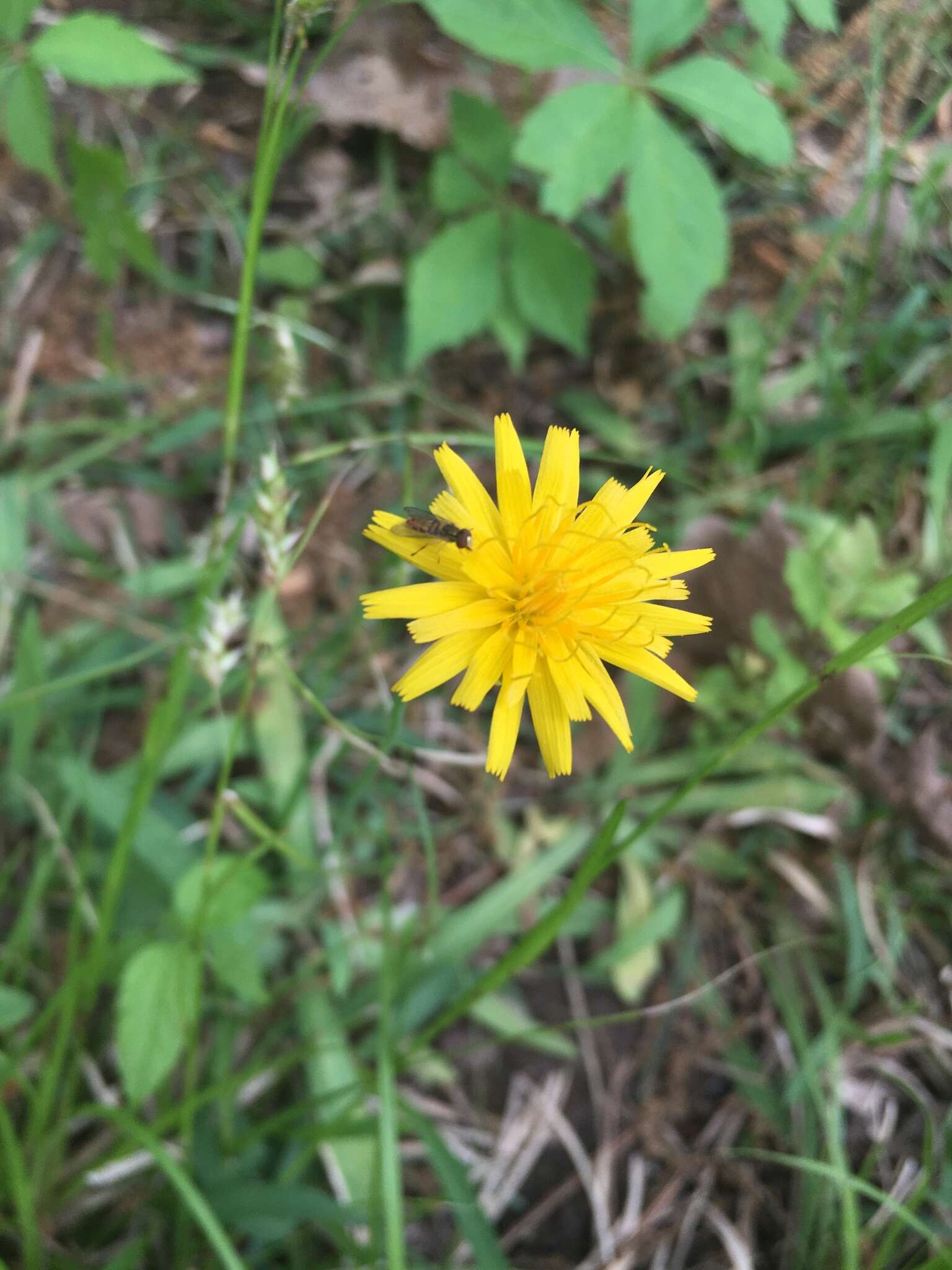 Image of Potato dandelion