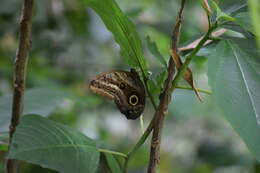 Image of Caligo oileus scamander Boisduval 1870