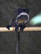 Image of Black-chinned Emperor Tamarin