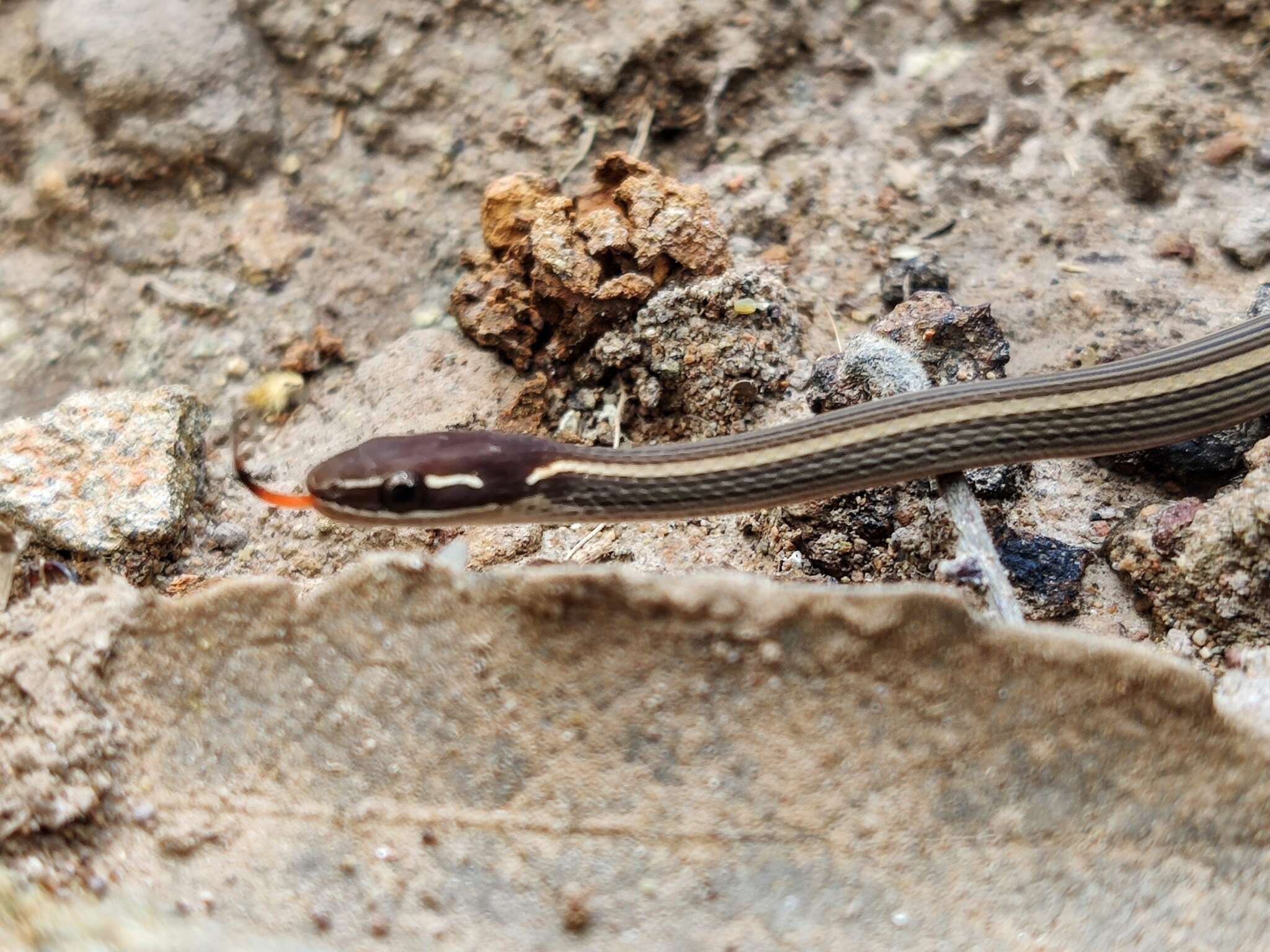 Image of Western Graceful Brown Snake