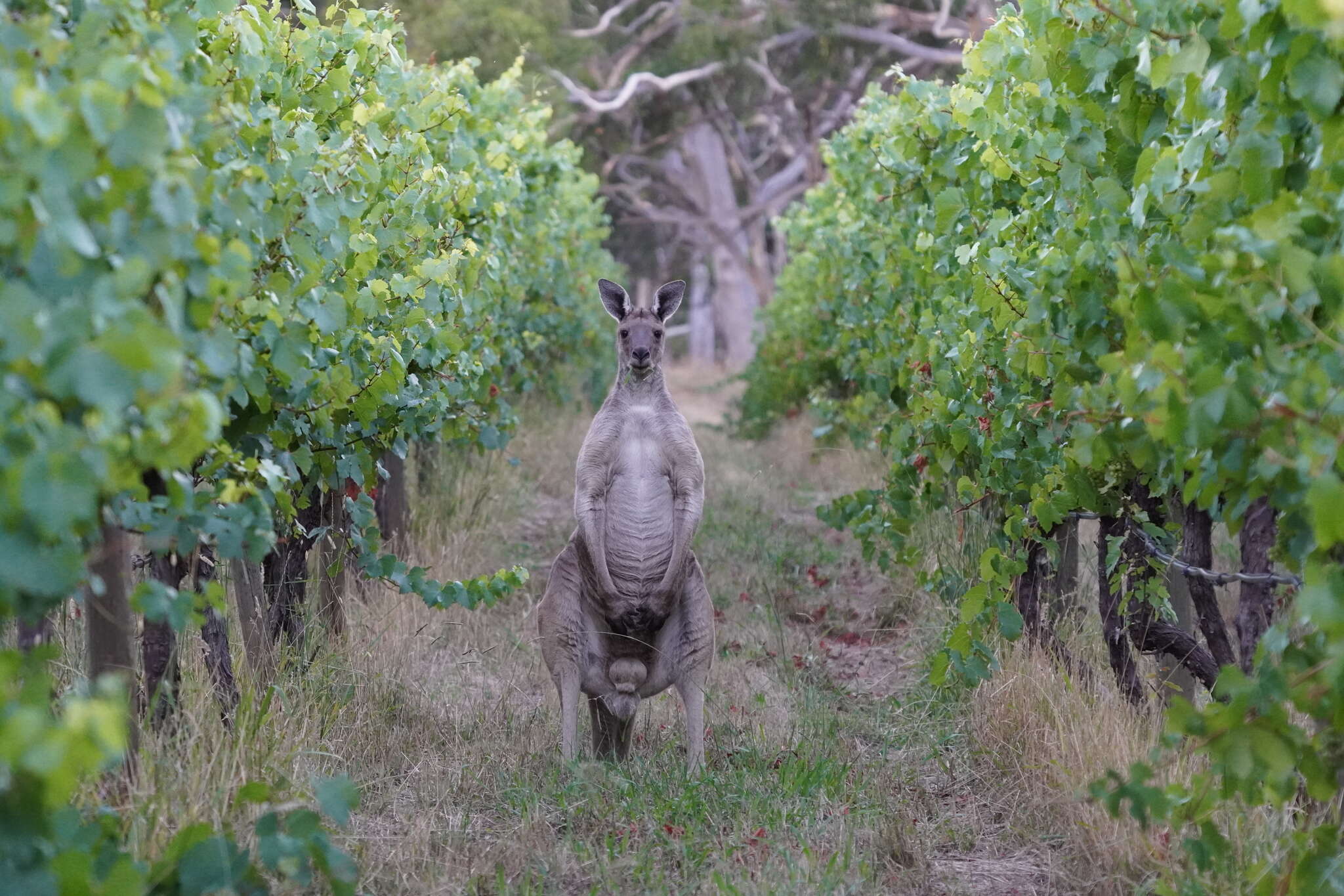 Macropus fuliginosus melanops Gould 1842 resmi