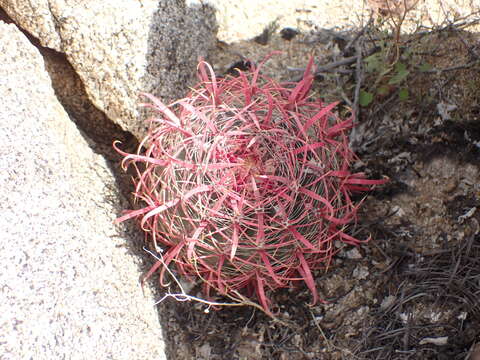 Image of Ferocactus gracilis subsp. gracilis