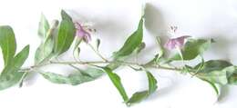 Image of matrimony vine