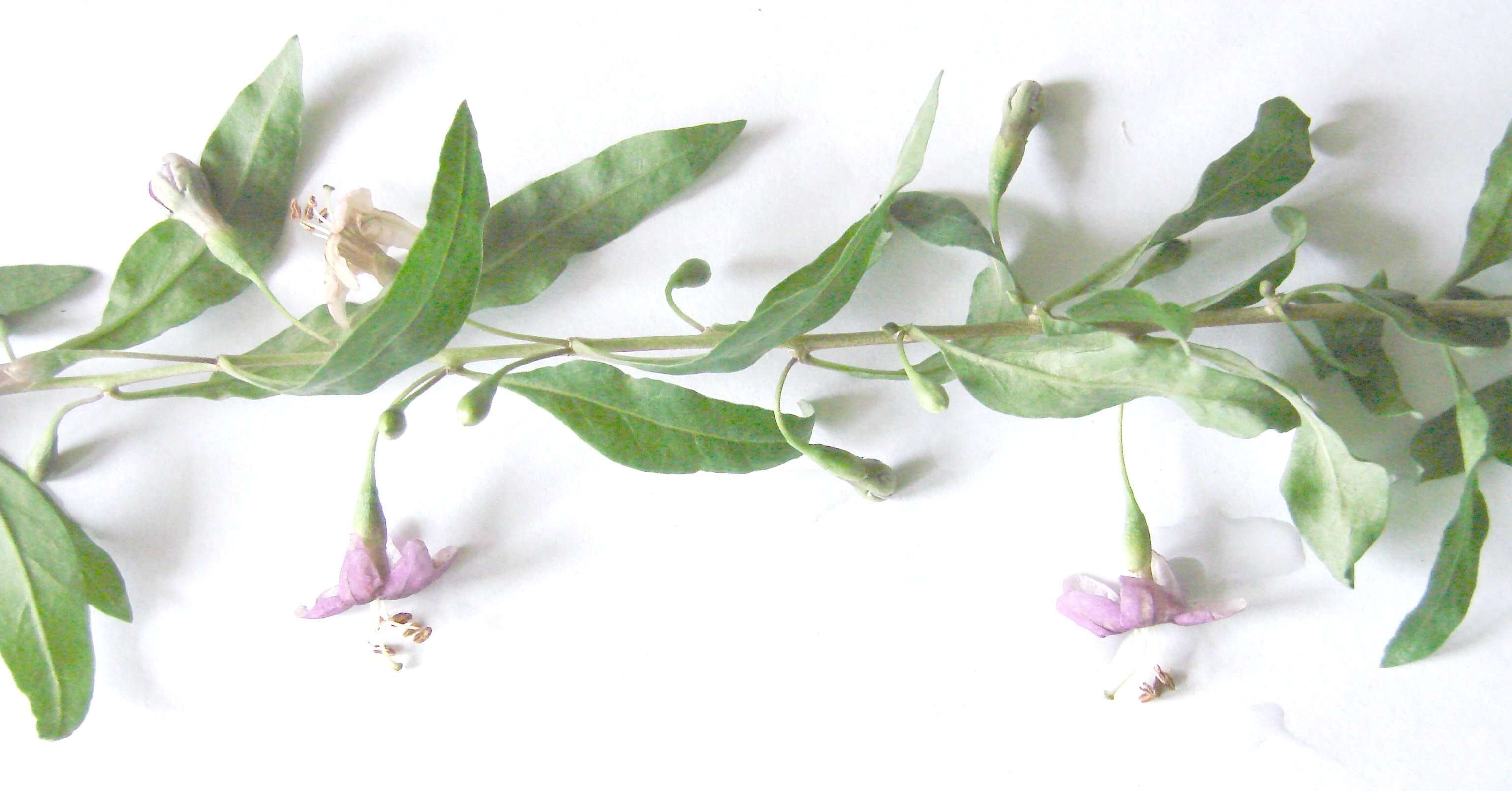 Image of matrimony vine