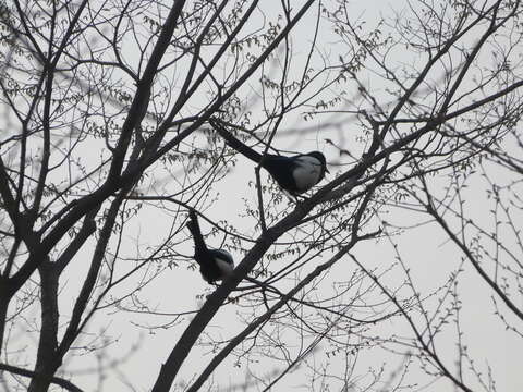 Image of Oriental Magpie