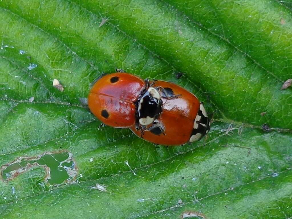 Plancia ëd Adalia bipunctata (Linnaeus 1758)