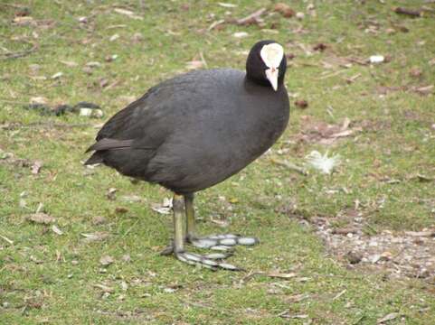 Image of Common Coot