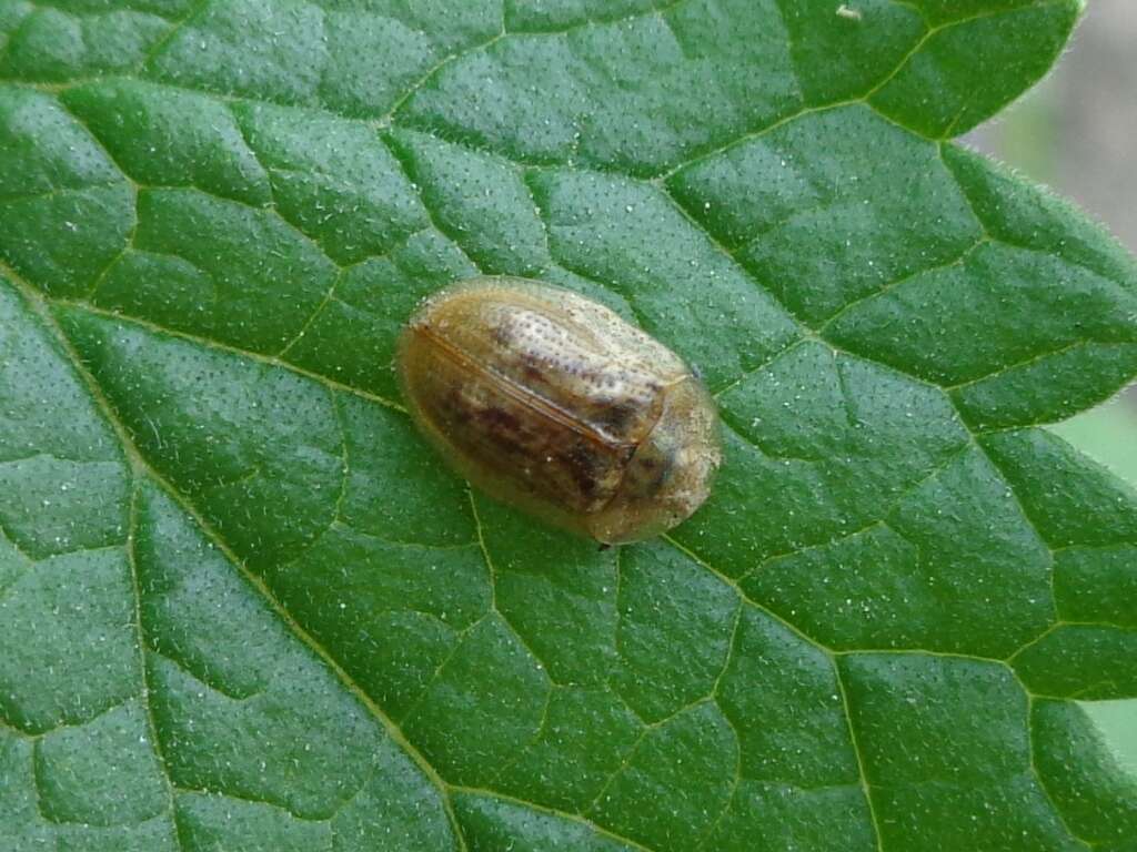 Image of Pale Tortoise Beetle