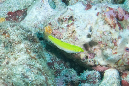 Image of Canarytop wrasse