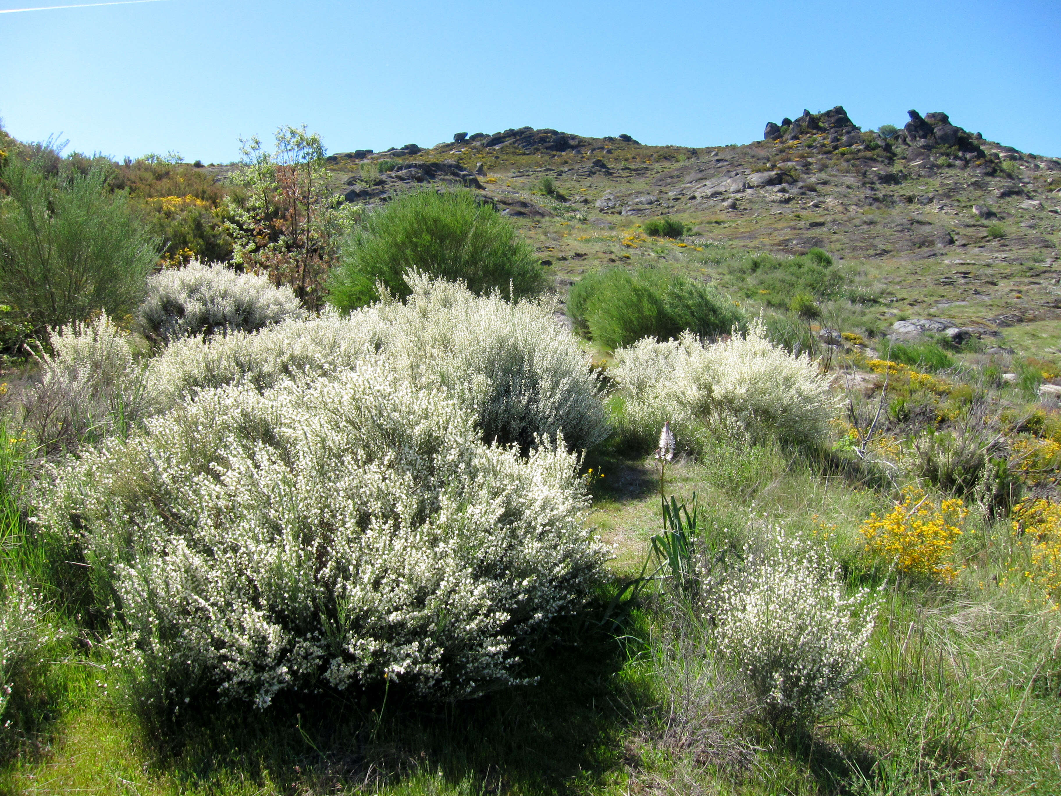 Image of white spanishbroom