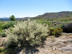 Image of white spanishbroom