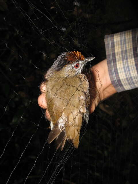 Image of Rufous-crowned Babbler