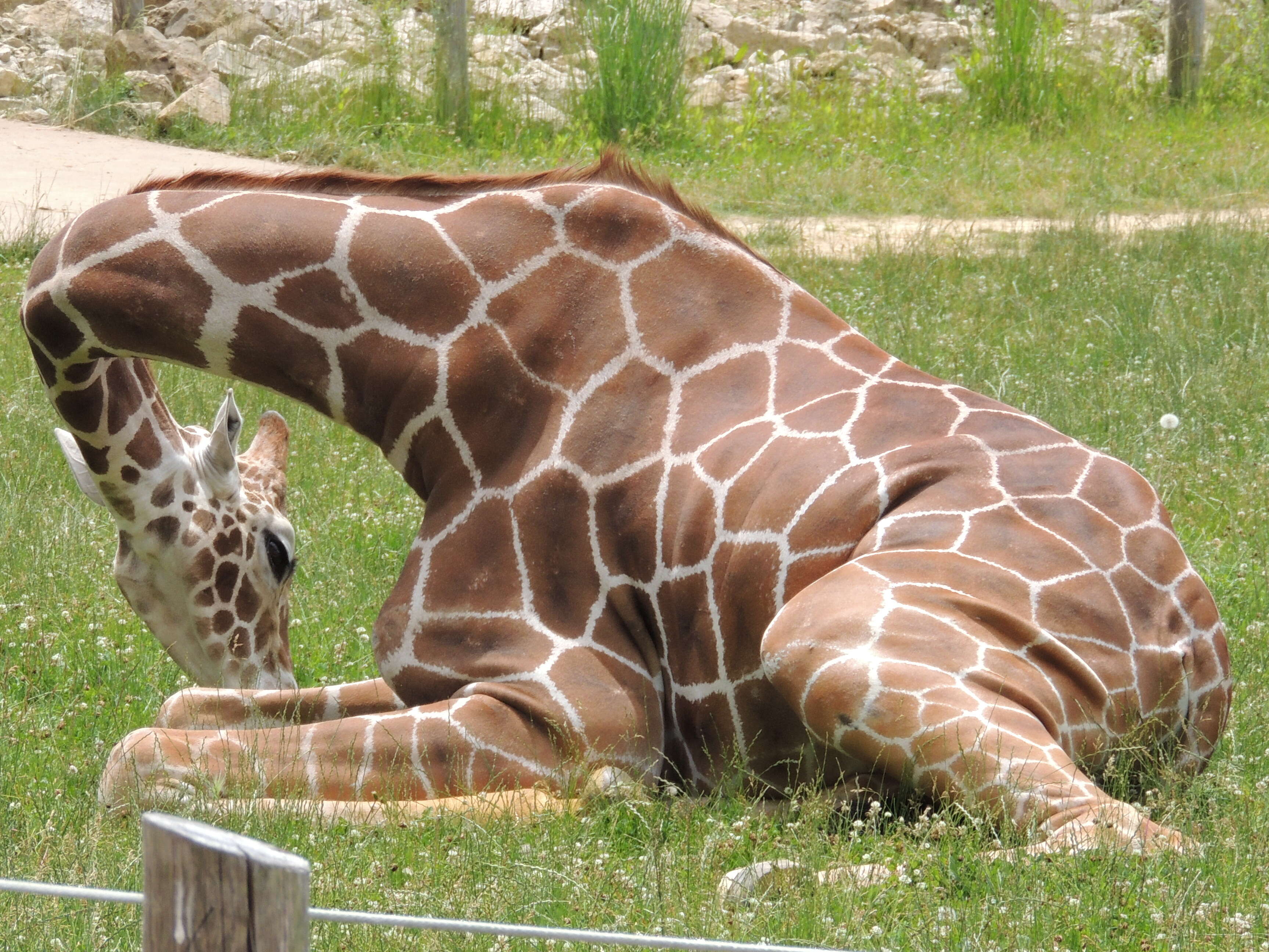 Plancia ëd Giraffa reticulata de Winton 1899