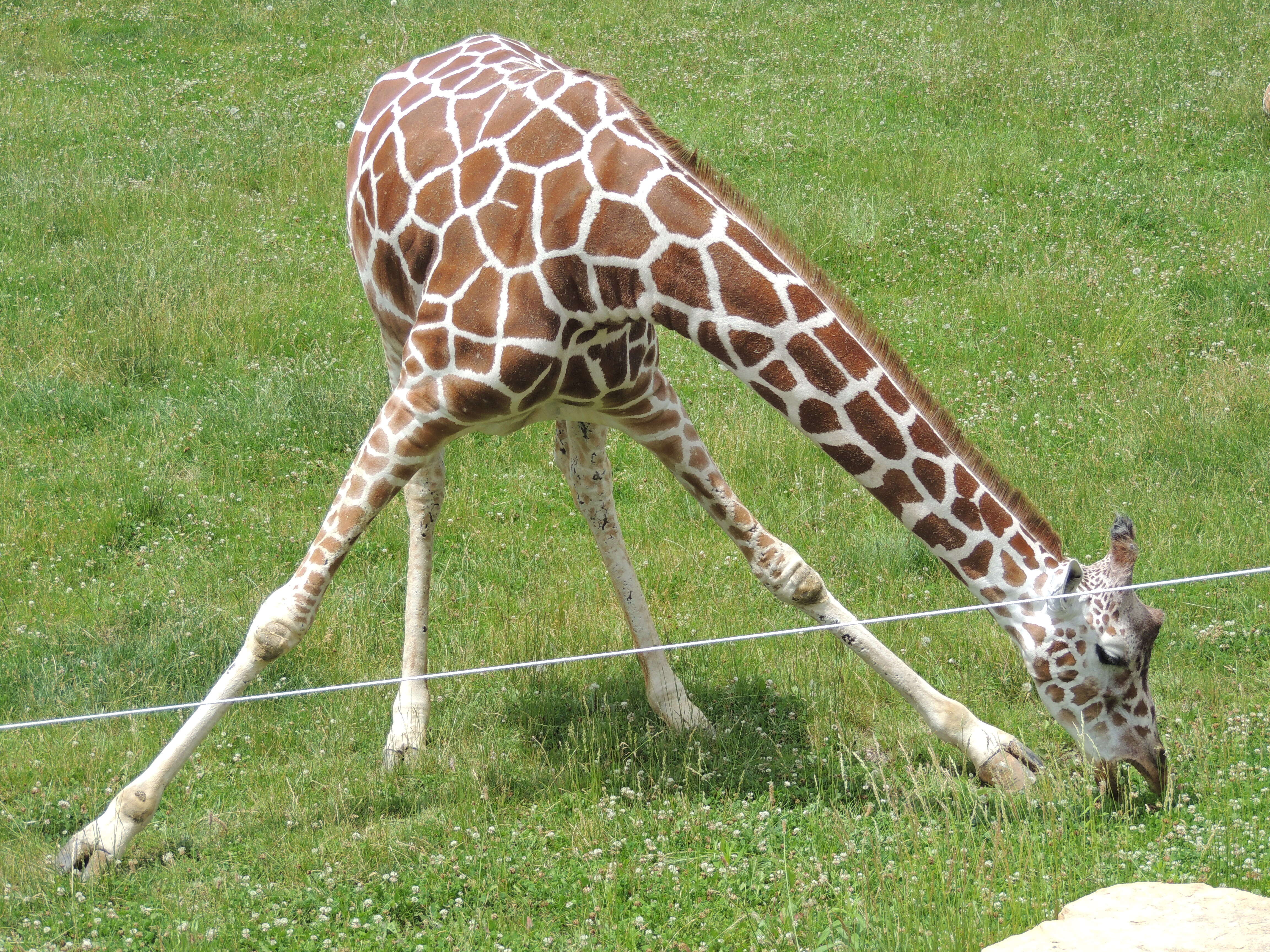 Image of reticulated giraffe