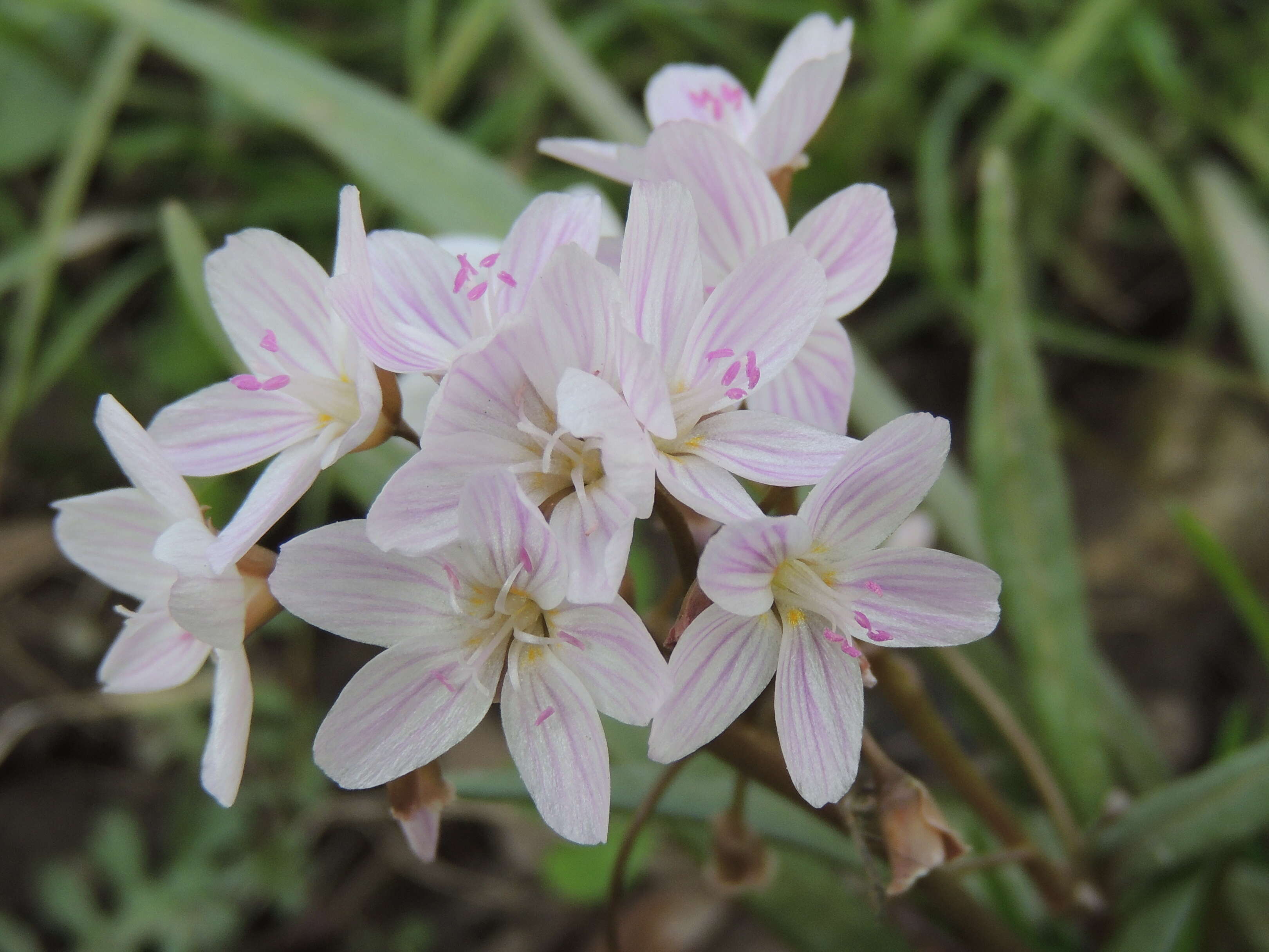 Image of Virginia springbeauty