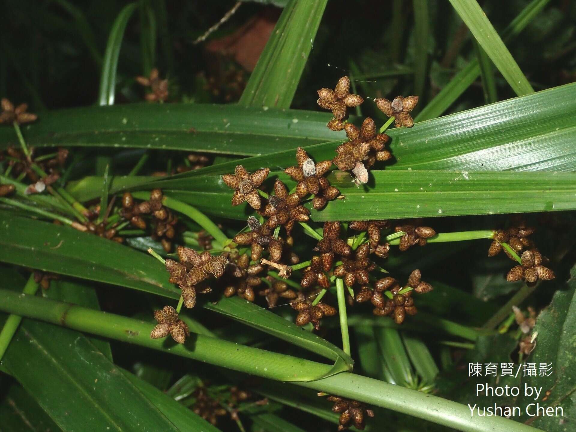 Plancia ëd Scirpus ternatanus Reinw. ex Miq.