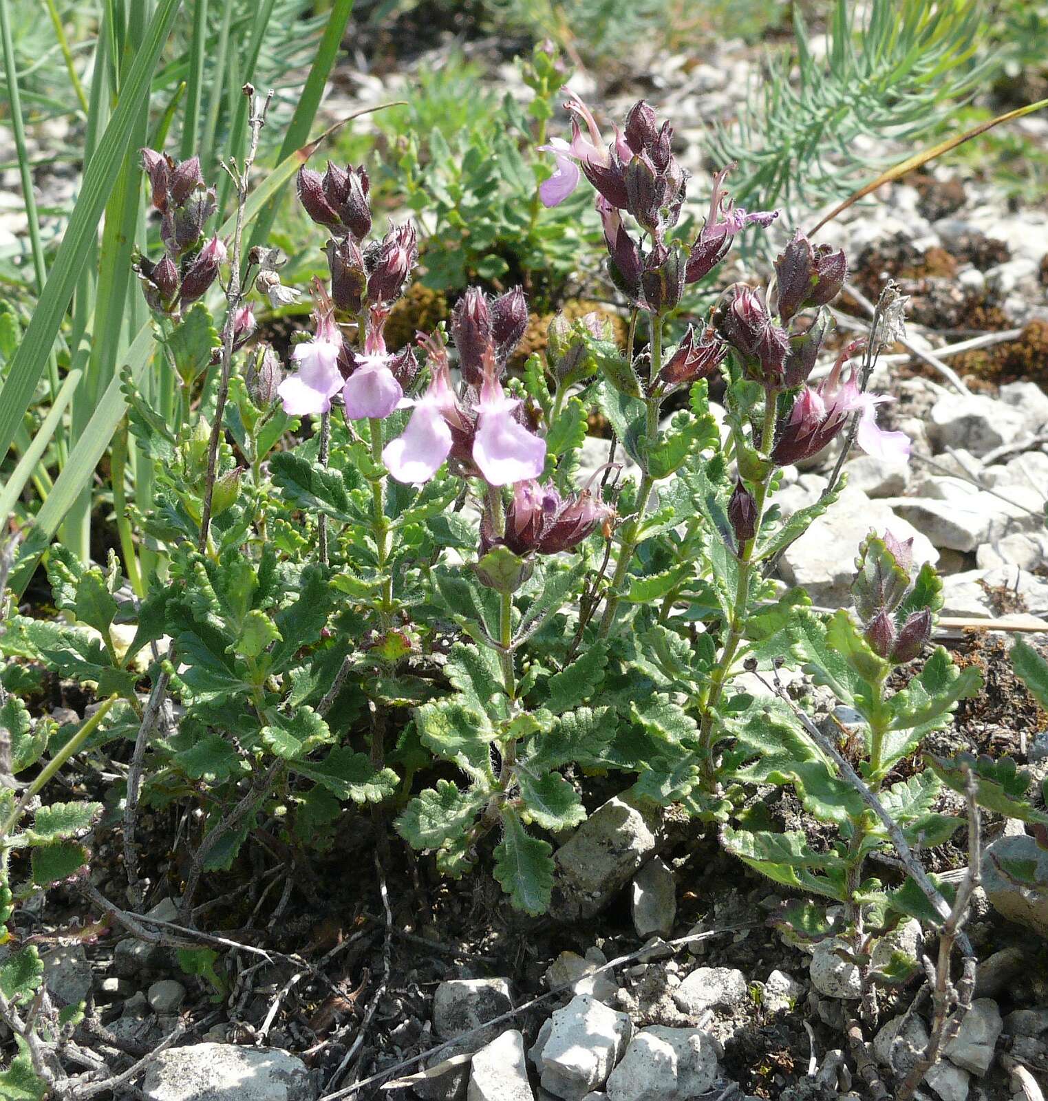 Image de Germandrée petit-chêne