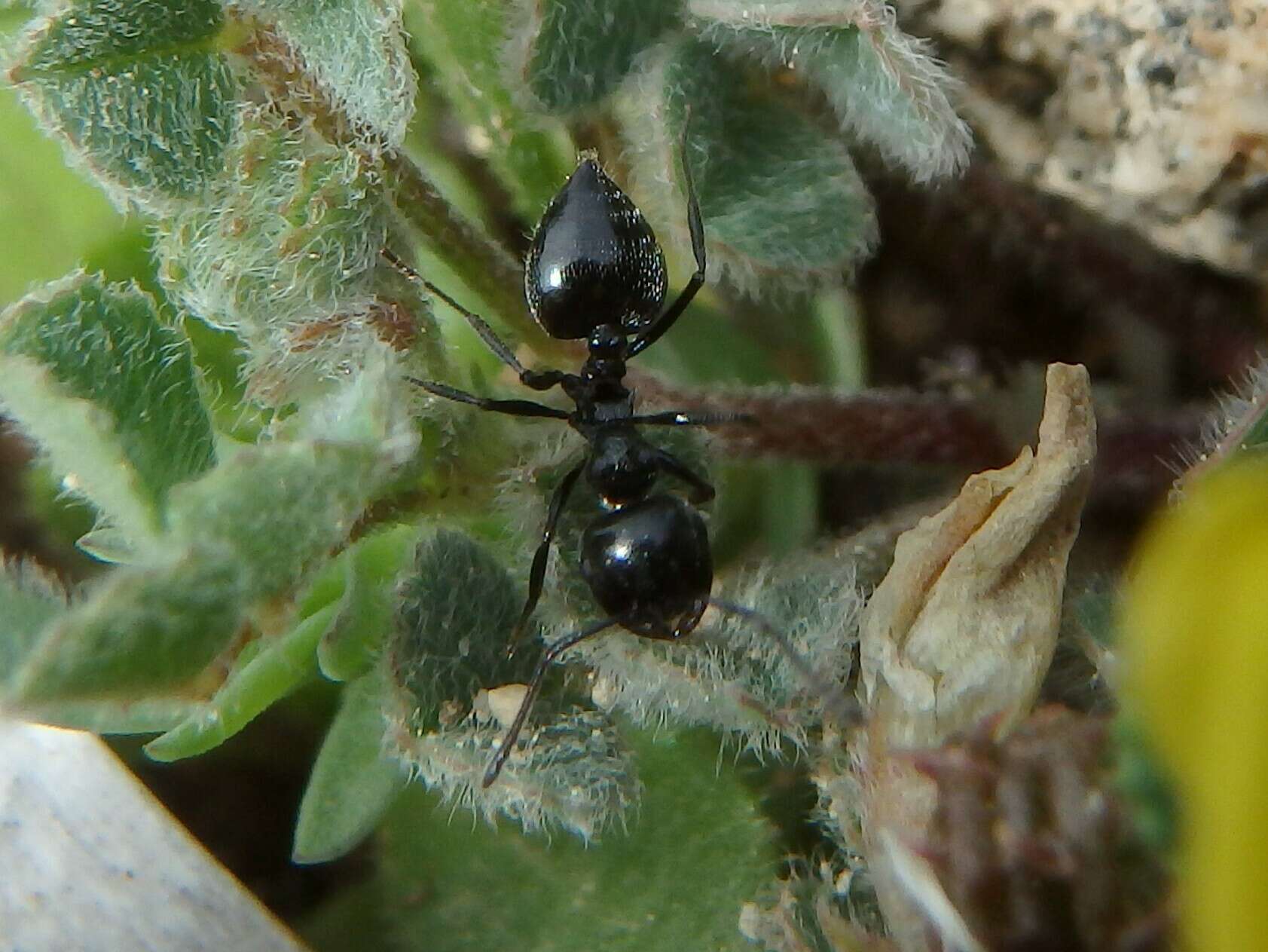 Image of Crematogaster laestrygon Emery 1869