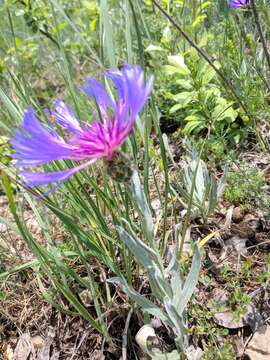 Image of Centaurea fuscomarginata (K. Koch) Juz.