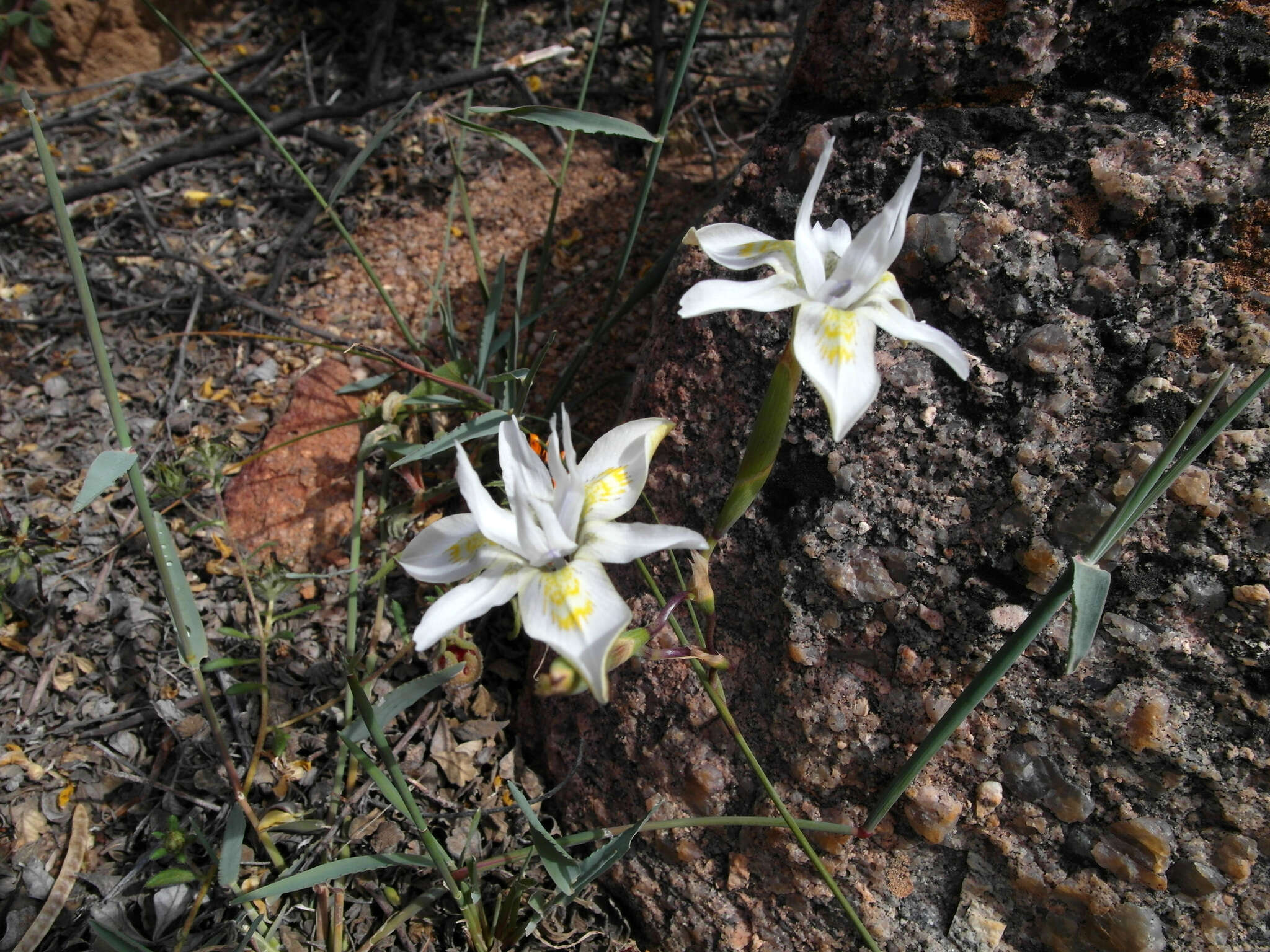 Image of Moraea fugax subsp. filicaulis (Baker) Goldblatt