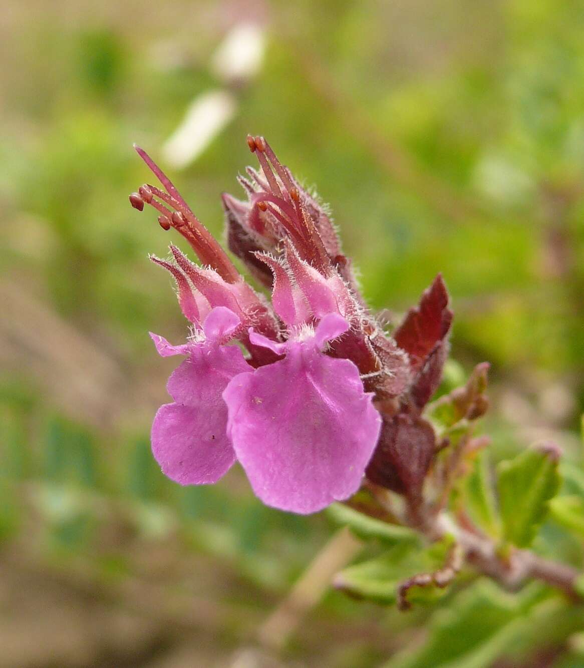 Image de Germandrée petit-chêne