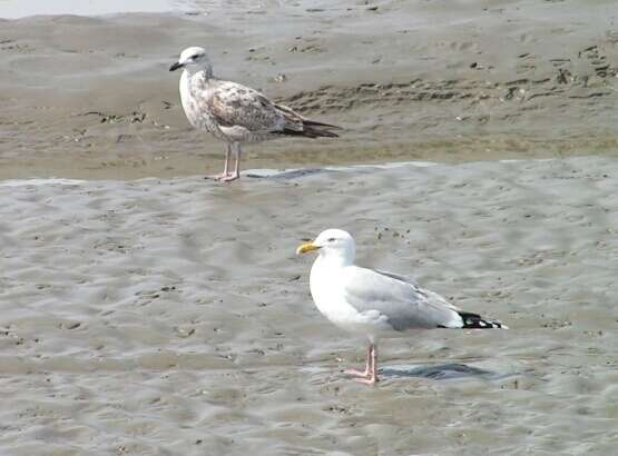 Image of European Herring Gull