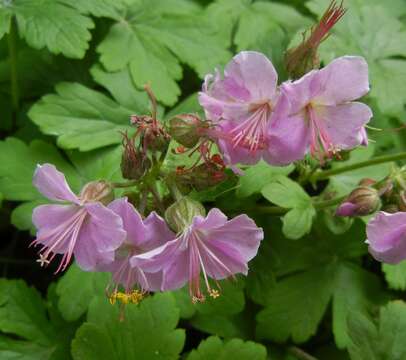 Image of Dalmatian Cranesbill