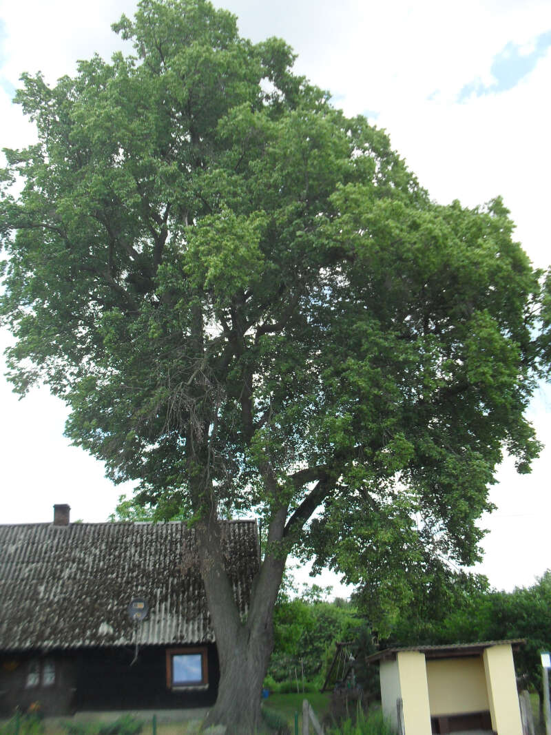 Image of Littleleaf Linden