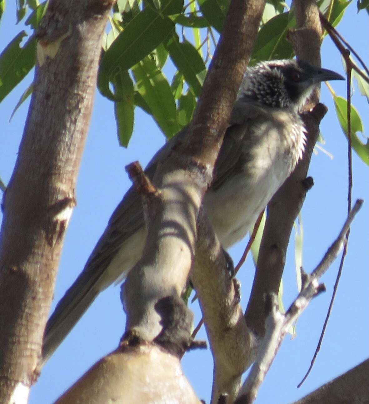 Image of Silver-crowned Friarbird