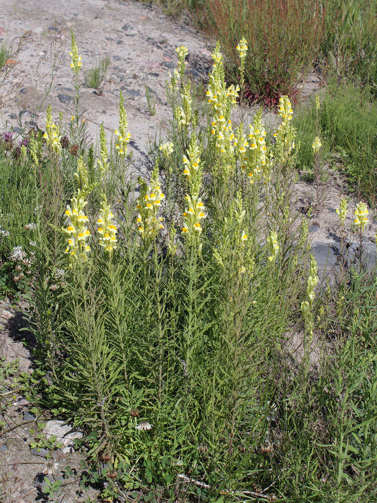 Plancia ëd Linaria vulgaris Mill.