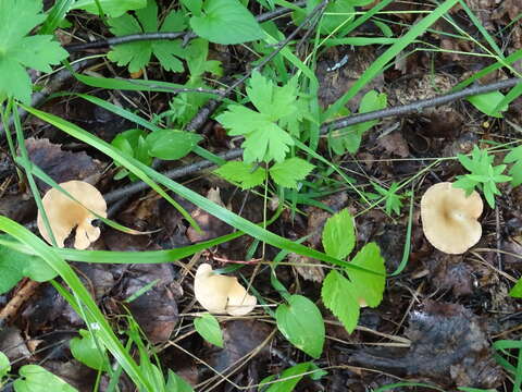 Слика од Clitocybe gibba (Pers.) P. Kumm. 1871