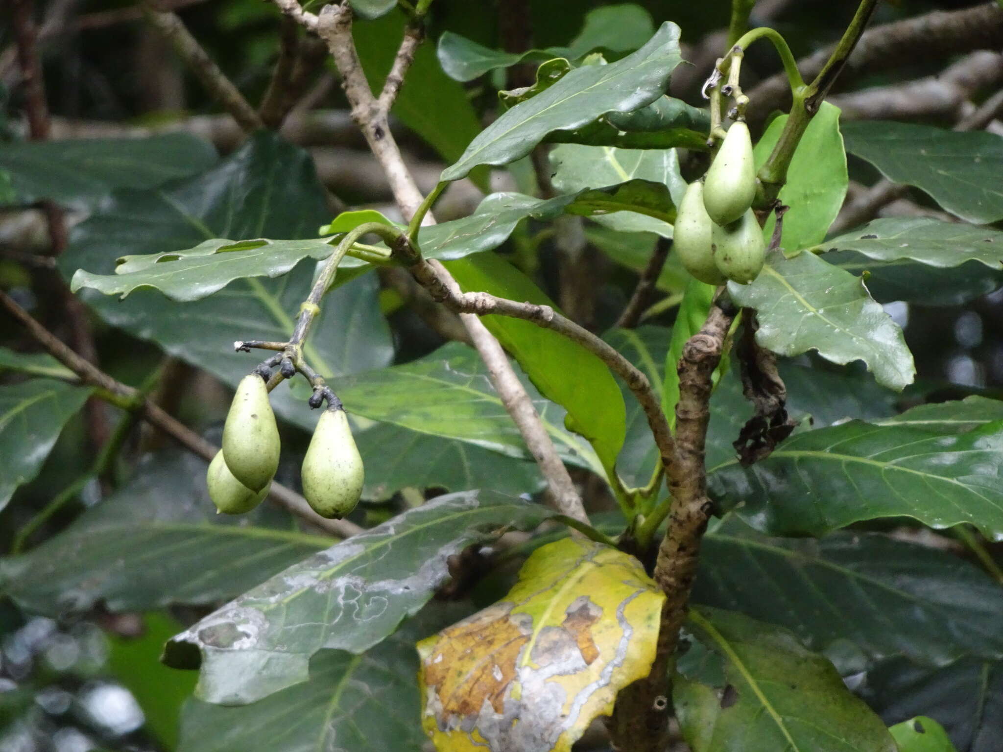 Image of Neuburgia novocaledonica (Gilg & Gilg-Ben.) J. E. Molina & Struwe