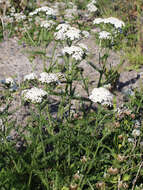 Image of yarrow, milfoil