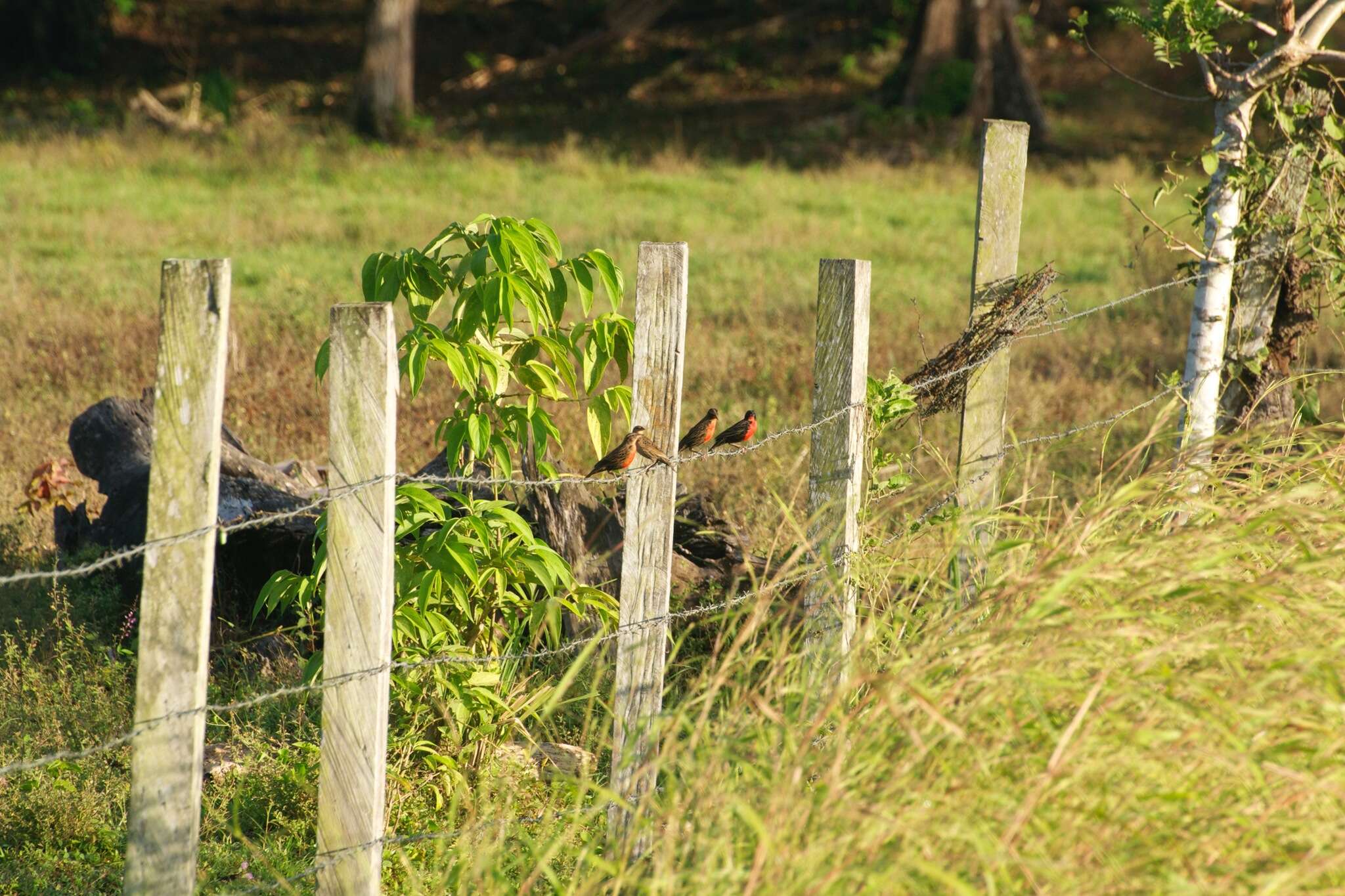 Image of Red-breasted Blackbird