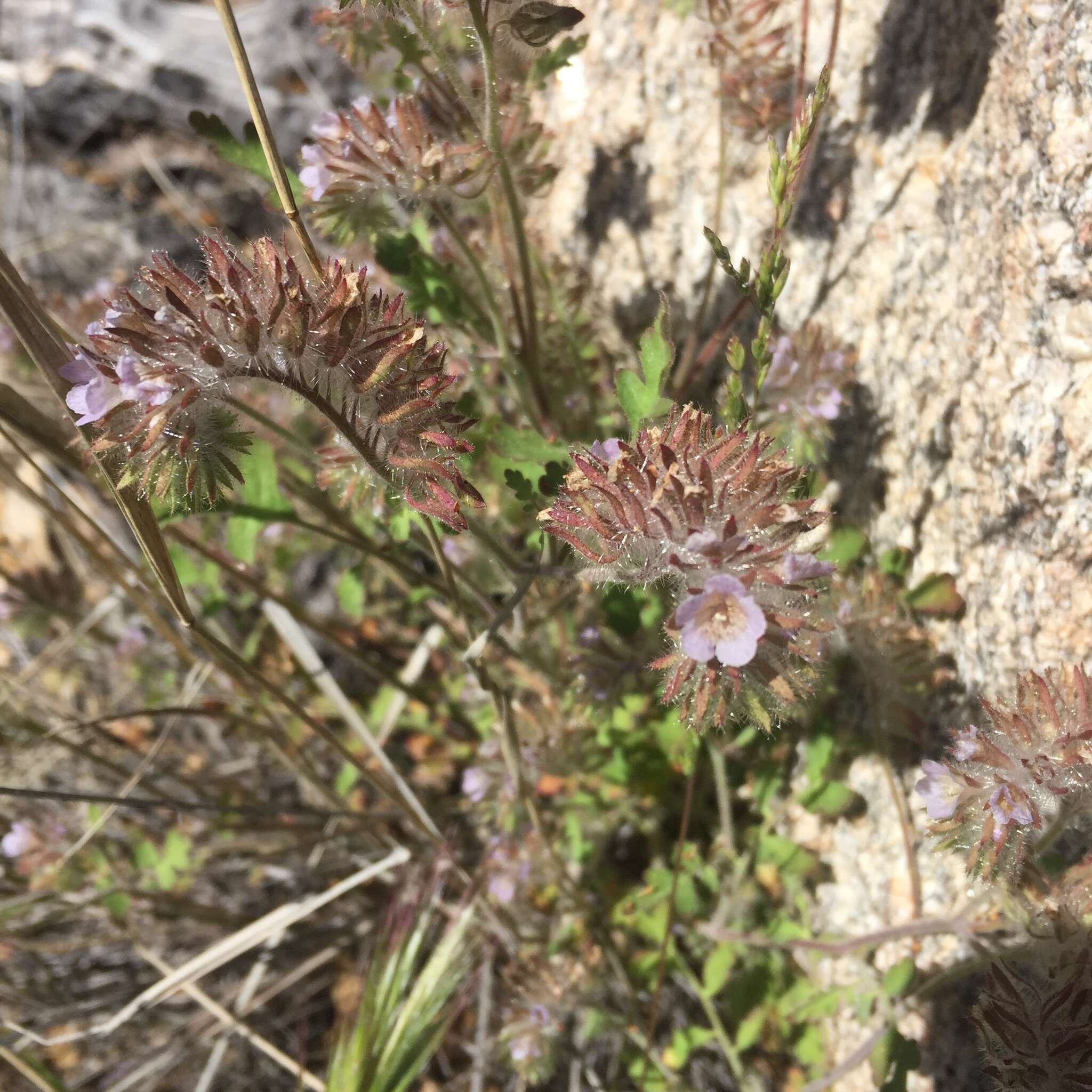 Image of hiddenflower phacelia