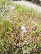 Image of Geissorhiza purpurascens Goldblatt