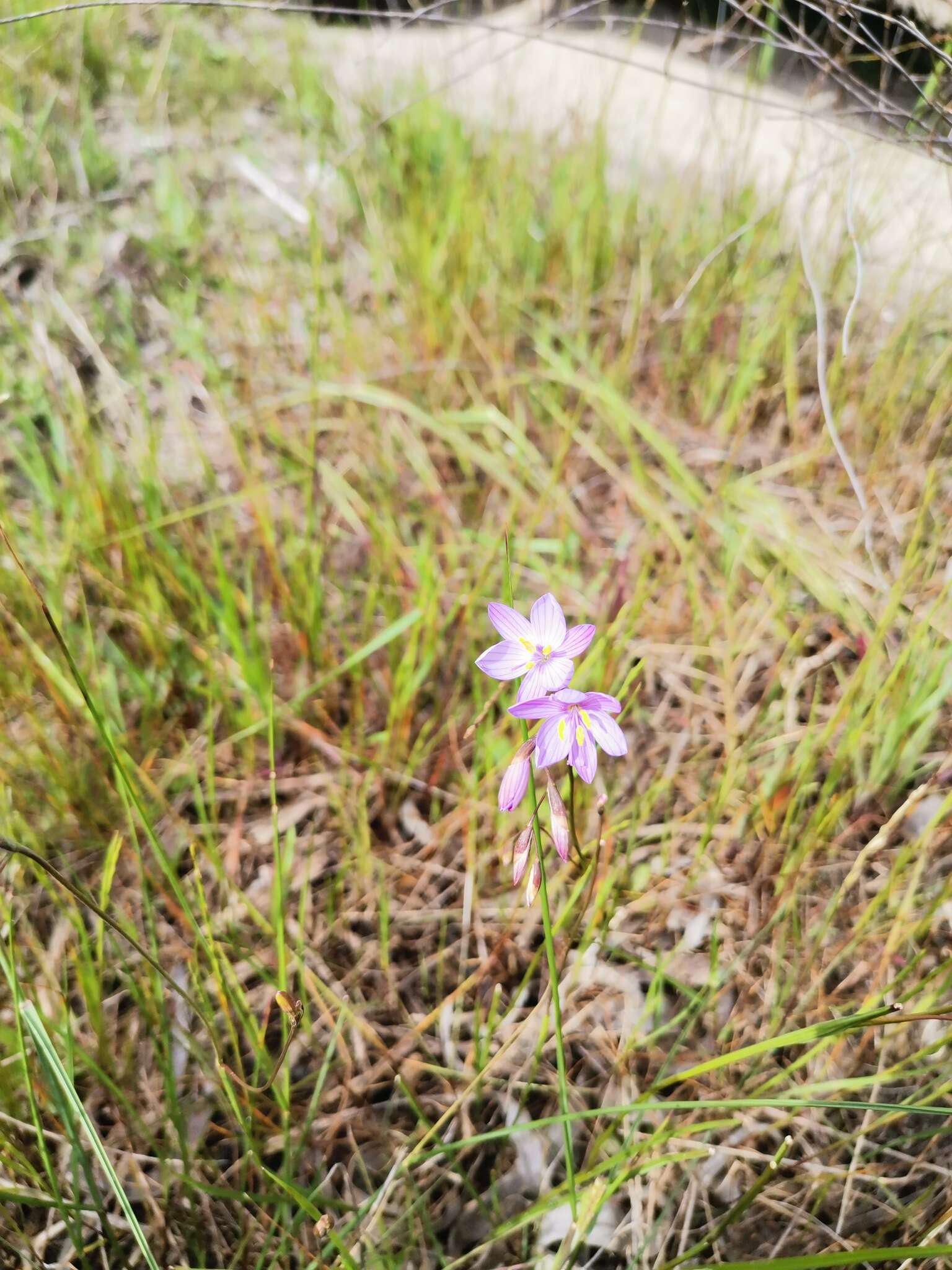 Imagem de Geissorhiza purpurascens Goldblatt