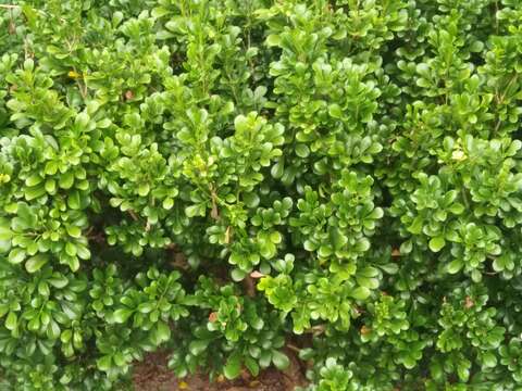 Image of Chinese perfume tree