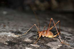 Image of Dolichopoda (Dolichopoda) naxia Boudou-Saltet 1973