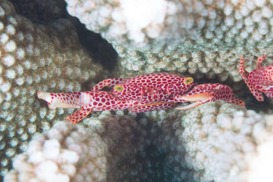 Image of Trapezia rufopunctata (Herbst 1799)