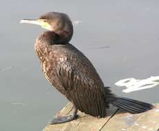 Image of Black Shag