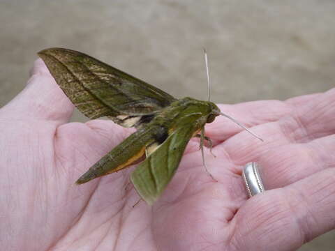 Image of Xylophanes vagliai Haxaire 2003