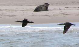 Image of Black Shag