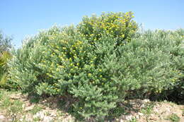 صورة Genista linifolia L.