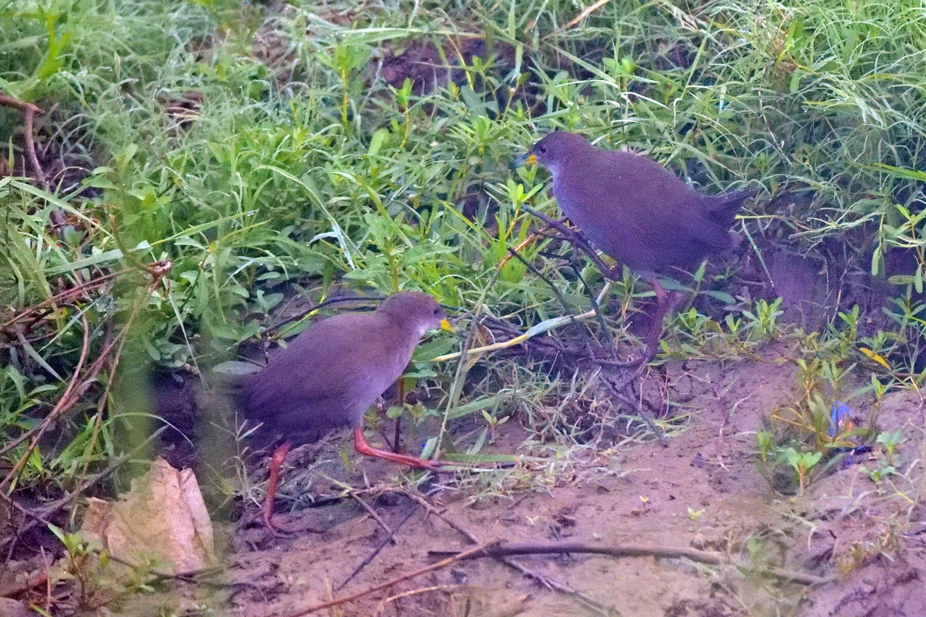 Image of Brown Crake