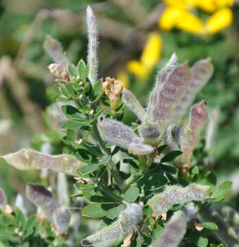 Image of French broom