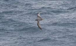 Image of Mottled Petrel