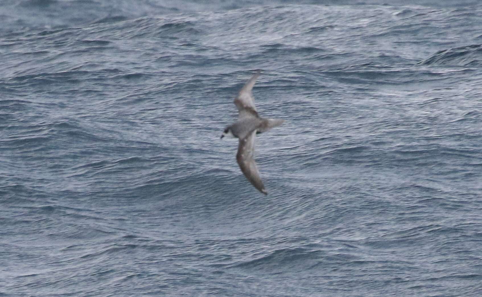 Image of Mottled Petrel