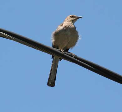 Image of Northern Mockingbird