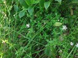 Image of Stellaria flaccida Hook.